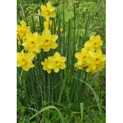 Нарцисова бебешка луна - нарцис бебешка луна - 5 луковици - Narcissus
