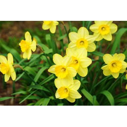 Нарцисова бебешка луна - нарцис бебешка луна - 5 луковици - Narcissus