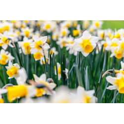 Narcissus Golden Echo - Daffodil Golden Echo - 5 لامپ