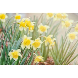 Narcissus Golden Echo - Daffodil Golden Echo - 5 لامپ