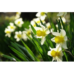 Narcissus Golden Echo - Daffodil Golden Echo - 5 لامپ