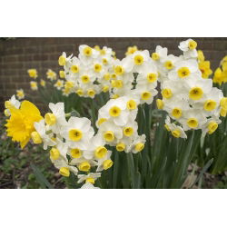 Нарцис Минноу - Нарцис Минноу - 5 луковици - Narcissus
