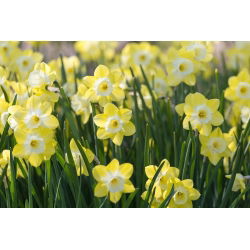 ناپیکس Pipit - Daffodil Pipit - 5 لامپ - Narcissus