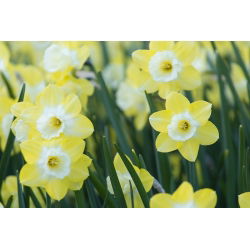 ناپیکس Pipit - Daffodil Pipit - 5 لامپ - Narcissus
