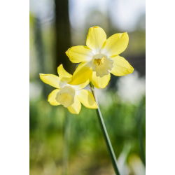 ناپیکس Pipit - Daffodil Pipit - 5 لامپ - Narcissus