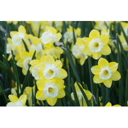ناپیکس Pipit - Daffodil Pipit - 5 لامپ - Narcissus