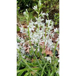 Ornithogalum Nutans - paquete de 10 piezas