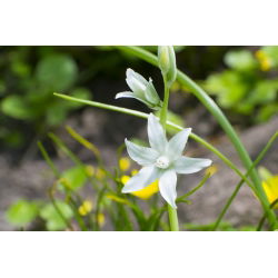 Ornithogalum Nutans - paquete de 10 piezas