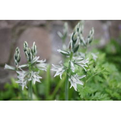 Ornithogalum Nutans - paquete de 10 piezas