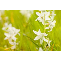 Ornithogalum Nutans - paquete de 10 piezas