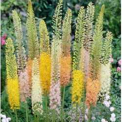 Eremurus, Foxtail Lilies Mix