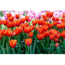 Tulipa Anno Schilder - Lale Anno Schilder - 5 ampul - Tulipa Annie Schilder