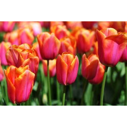 Tulipa Anno Schilder - Lale Anno Schilder - 5 ampul - Tulipa Annie Schilder