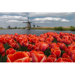 Tulipa Anno Schilder - Lale Anno Schilder - 5 ampul - Tulipa Annie Schilder