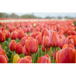Tulipa Anno Schilder - Lale Anno Schilder - 5 ampul - Tulipa Annie Schilder