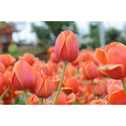Tulipa Anno Schilder - Lale Anno Schilder - 5 ampul - Tulipa Annie Schilder