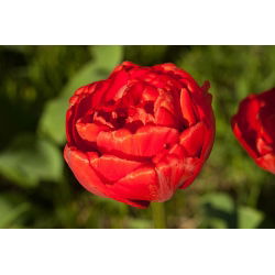 Tulipa Abba - Tulip Abba - 5 soğan
