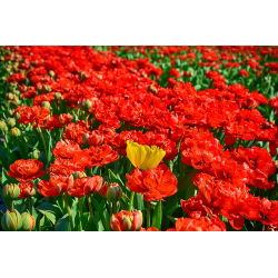 Tulipa Abba - Tulip Abba - 5 soğan