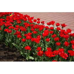 Tulipa Abba - Tulip Abba - 5 soğan