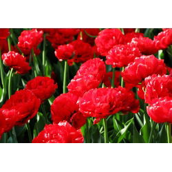 Tulipa Abba - Tulip Abba - 5 soğan