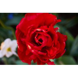 Tulipa Abba - Tulip Abba - 5 soğan