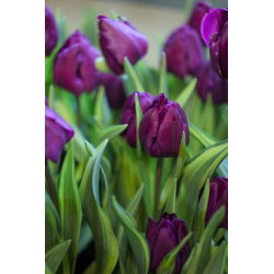 Tulipa Baby Blue - Tulip Baby Blue - 5 lampu