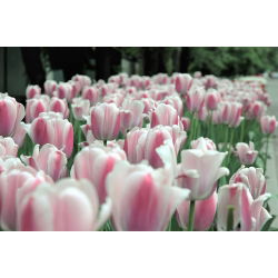 Туліпа Красивий Світ - Тюльпан Красивий Світ - 5 цибулин - Tulipa Beau Monde