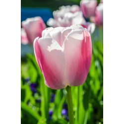 郁金香美丽的世界 - 郁金香美丽的世界 -  5个洋葱 - Tulipa Beau Monde