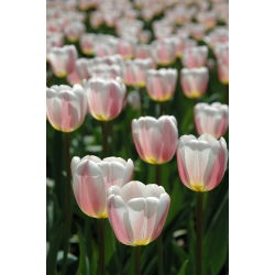 Туліпа Красивий Світ - Тюльпан Красивий Світ - 5 цибулин - Tulipa Beau Monde