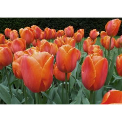 Tulipa Kahverengi Şeker - Lale Kahverengi Şeker - 5 ampul - Tulipa Brown Sugar