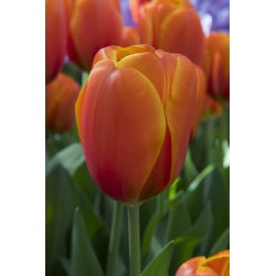 Tulipa Kahverengi Şeker - Lale Kahverengi Şeker - 5 ampul - Tulipa Brown Sugar