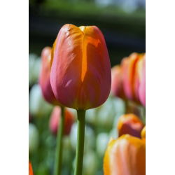 Tulipa Kahverengi Şeker - Lale Kahverengi Şeker - 5 ampul - Tulipa Brown Sugar