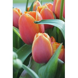 Tulipa Kahverengi Şeker - Lale Kahverengi Şeker - 5 ampul - Tulipa Brown Sugar