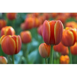 Tulipa Kahverengi Şeker - Lale Kahverengi Şeker - 5 ampul - Tulipa Brown Sugar