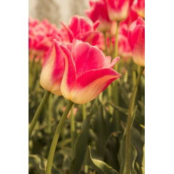 Tulipa Candy Corner - Tulip Candy Corner - 5 lampu
