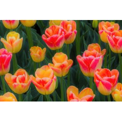 Tulipa Candy Corner - Tulip Candy Corner - 5 lampu