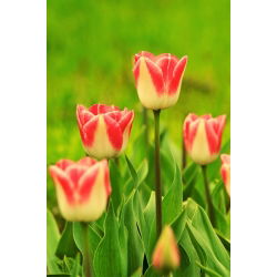 Tulipa Candy Corner - Tulip Candy Corner - 5 lampu