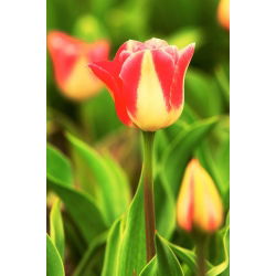Tulipa Candy Corner - Tulip Candy Corner - 5 lampu