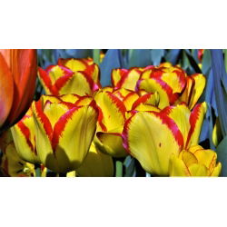 Tulipa Kapské Mesto - Tulip Kapské Mesto - 5 kvetinové cibule - Tulipa Cape Town