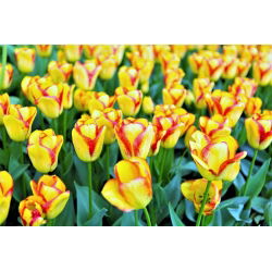 Tulipa Kapské Mesto - Tulip Kapské Mesto - 5 kvetinové cibule - Tulipa Cape Town