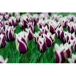 Tulipa Songbook - Tulip Songbook - 5 Bulbs - Tulipa Chansonette