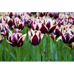 Tulipa Songbook - Tulip Songbook - 5 Bulbs - Tulipa Chansonette
