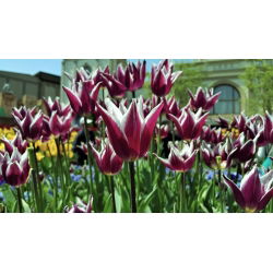 Tulipa Songbook - Tulip Songbook - 5 Bulbs - Tulipa Chansonette