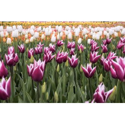 Tulipa Songbook - Tulip Songbook - 5 Bulbs - Tulipa Chansonette