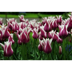 Tulipa Songbook - Tulip Songbook - 5 Bulbs - Tulipa Chansonette