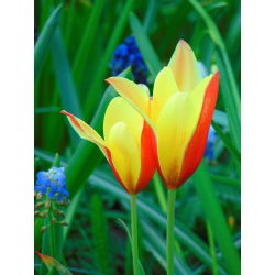Tulipa Chrysantha - Lale Chrysantha - 5 ampul