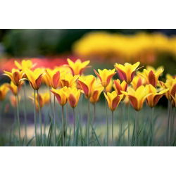 Tulipa Chrysantha - Lale Chrysantha - 5 ampul