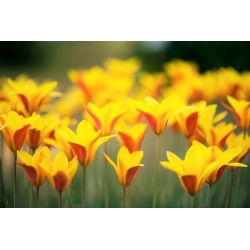 Tulipa Chrysantha - Lale Chrysantha - 5 ampul