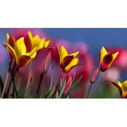 Tulipa Chrysantha - Lale Chrysantha - 5 ampul