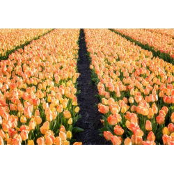 Tulipa Daydream - sanjarenje tulipana - 5 lukovica